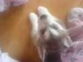 nanook