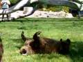 Bear at LCAD