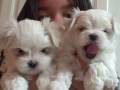 videos de puppies 0002