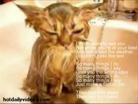 Gato mojado