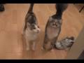 Kittens And Cats Meowing