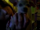 My chiwahwah puppy Peanut My chiwahwah puppy Peanut