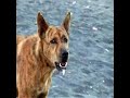 Tsunami Animals: Saving those left behind
