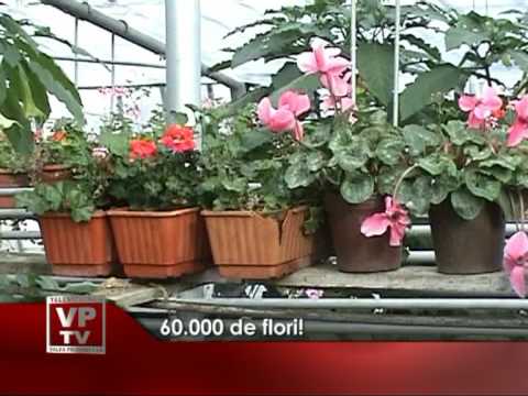 60.000 de flori!