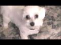A Very Cute Puppy