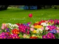 \"Suo Gan,\" A Welsh Lullaby