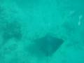 videos de Bat Ray