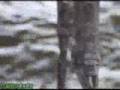 Snake Smashed to Death by Boat
