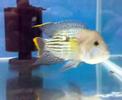 Cichlid