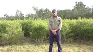 Dyason Farm : a Tea Tree production - Part 1