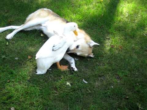 unlikely companions