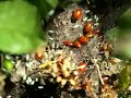 Ladybugs attacking aphids