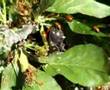 Ladybugs attacking aphids