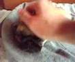 Pug video