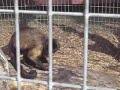 Jungle Friends Monkeys..meet Goober