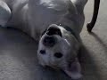 Daisy dog being goofy