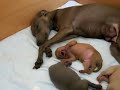 Italian greyhound puppies Forum Romanum