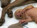 Italian greyhound puppies Forum Romanum