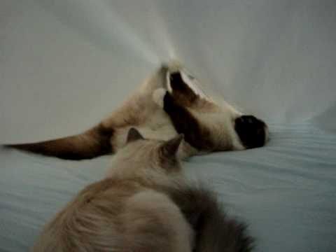 Do Your Kitties Play in Your Bed Sheets? 0 Do Your Kitties Play in Your Bed Sheets?