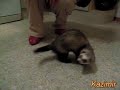 Trained Ferret