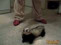 Ferret-tricks