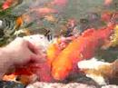 Hand feeding Hand feeding