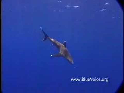 Rangiroa: Where Dolphins Meet Sharks
