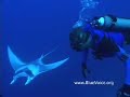 Rangiroa: Where Dolphins Meet Sharks