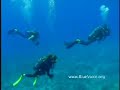 rangiroa: where dolphins meet sharks
