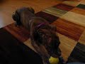 Layla Plays Fetch