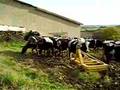Mes Vaches
