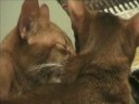 Tosca & Agenore (abyssinian cat breeding ) Tosca & Agenore (abyssinian cat breeding )