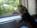 Bearded Dragon Smaug