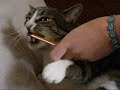 Cat Eats Anything Cat Eats Anything