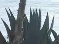 Scenes along Isla Vista Shore Front Scenes along Isla Vista Shore Front