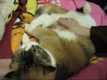 meow3p meow3p