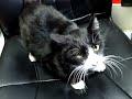 お尻さわんないで！（Don't touch my hip!）