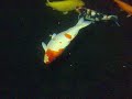 V50  23/12/09 Koi Obituary