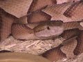 Southern copperheads born at KRZ Southern copperheads born at KRZ