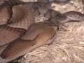 Southern copperheads born at KRZ