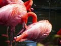 Toronto Zoo Amrican Flamingo