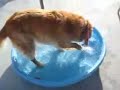 Funny Fishing Dog