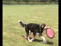 Summer Disc Dog Jam!