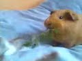 Record du monde des cochon d\