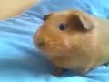voila encore nala qui nous montre � la vitesse ou elle mange le queues de carotes!