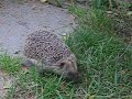 Siili - Hedgehog