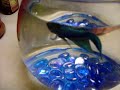 Oski, the wonder betta fish!