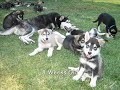 Captain, The Malamute Puppy