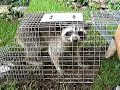Raccoon-Catch & Release Raccoon-Catch & Release
