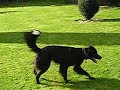 saltos dog